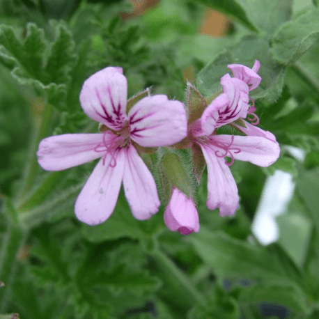 Des images de diff�rentes plantes